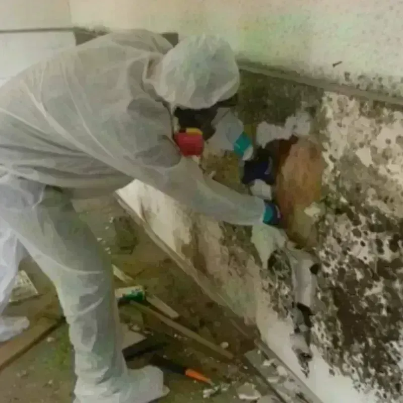 Mold Remediation and Removal in Halifax County, VA